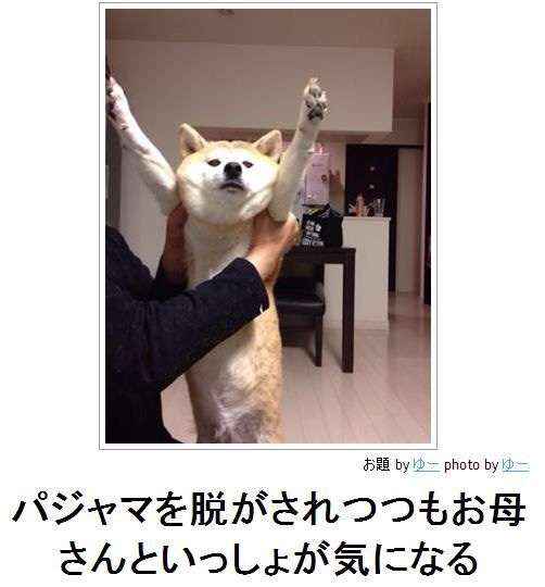 ボケて！で笑った動物編