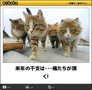 ボケて！で笑った動物編