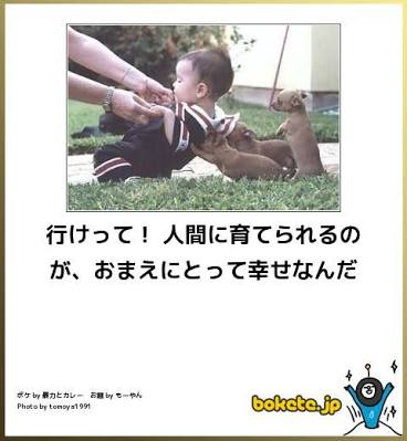 ボケて！で笑った動物編