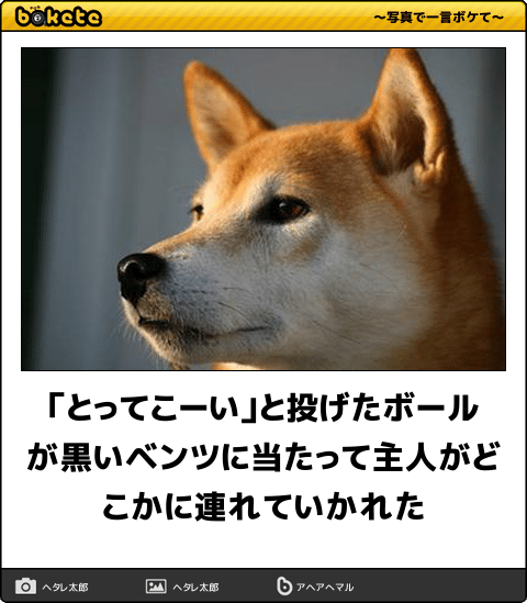 ボケて！で笑った動物編