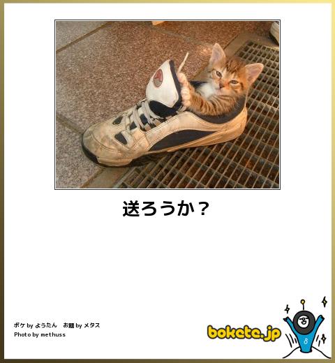 ボケて！で笑った動物編