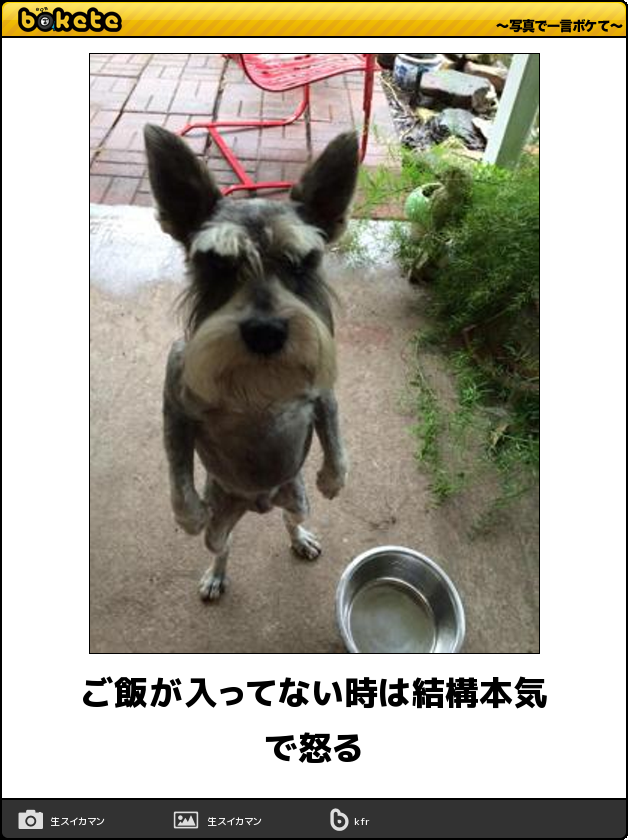 ボケて！で笑った動物編