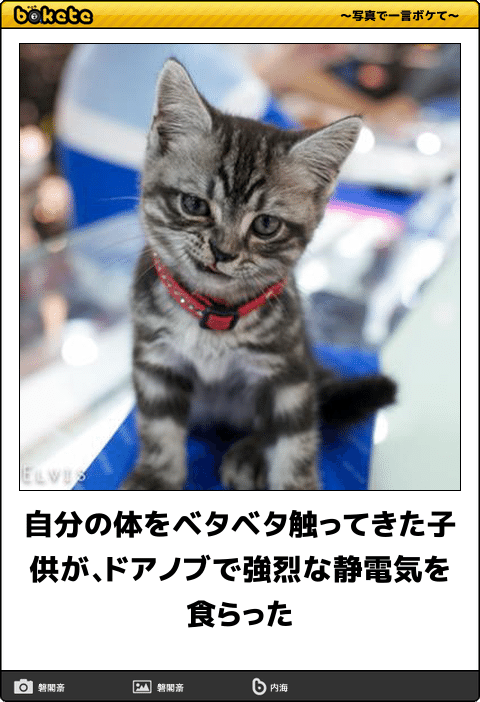 ボケて！で笑った動物編