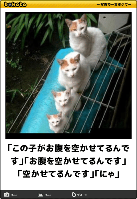 ボケて！で笑った動物編