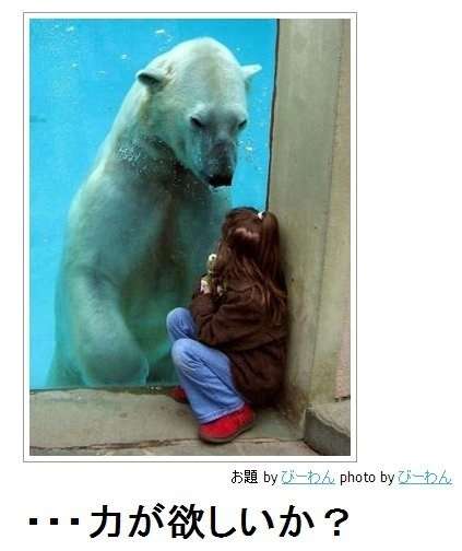 ボケて！で笑った動物編