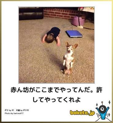 ボケて！で笑った動物編