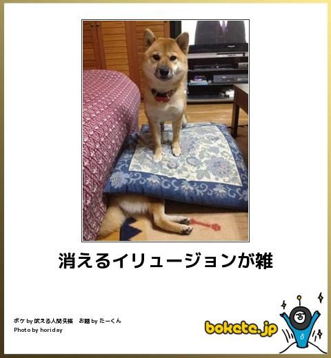 ボケて！で笑った動物編