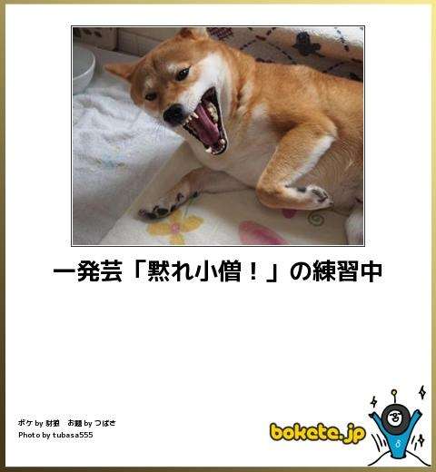 ボケて！で笑った動物編