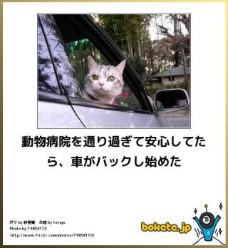 ボケて！で笑った動物編