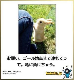 ボケて！で笑った動物編