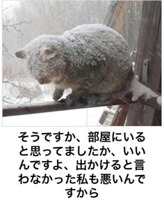 ボケて！で笑った動物編