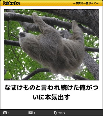 ボケて！で笑った動物編