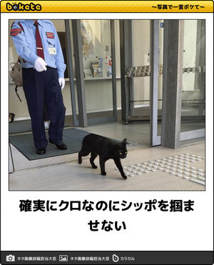 ボケて！で笑った動物編