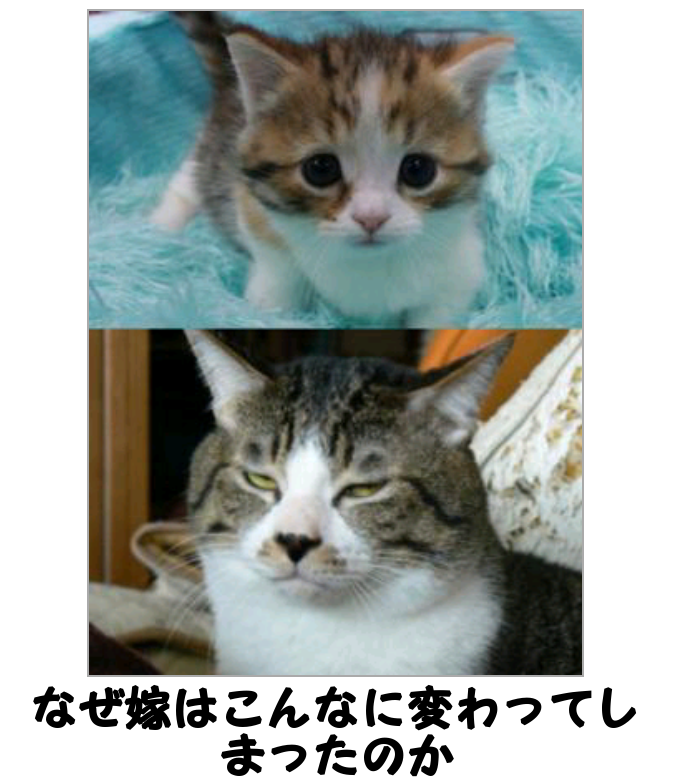 ボケて！で笑った動物編