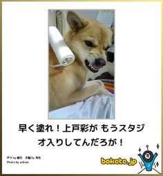 ボケて！で笑った動物編