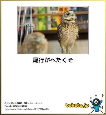 ボケて！で笑った動物編