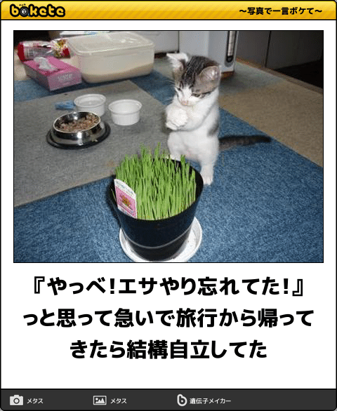 ボケて！で笑った動物編