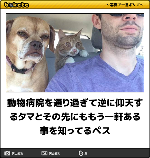 ボケて！で笑った動物編