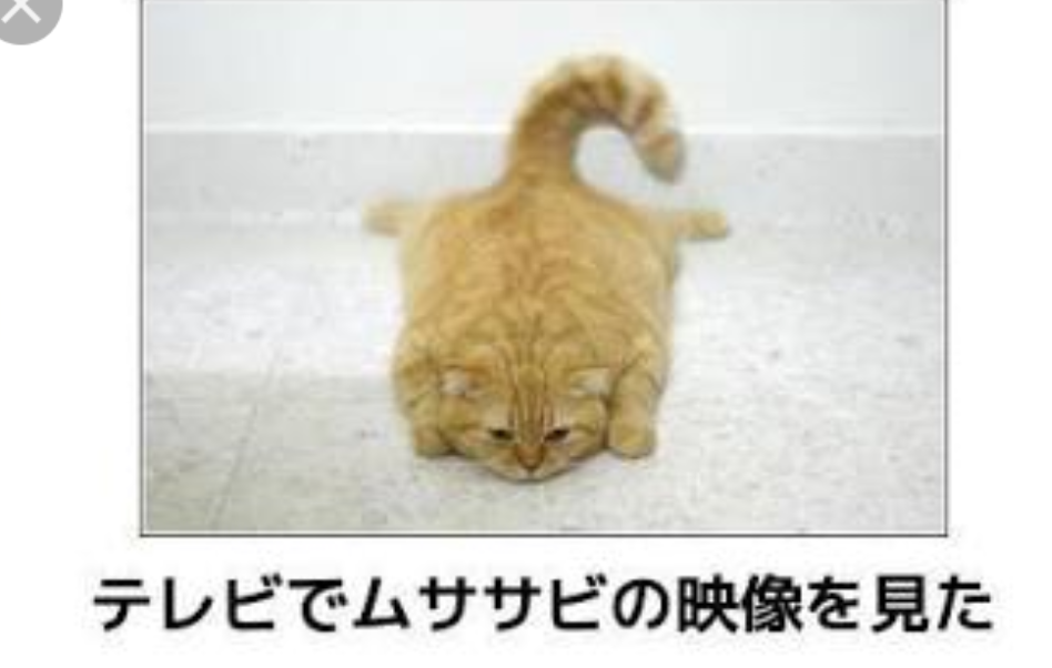 ボケて！で笑った動物編