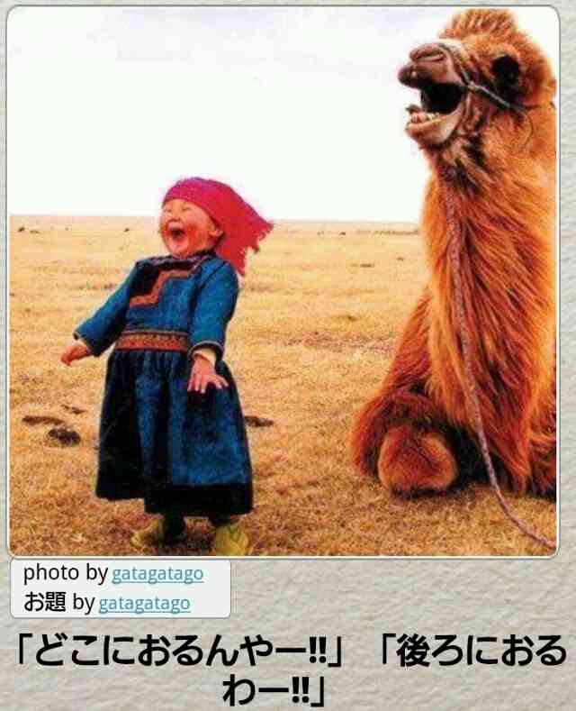 ボケて！で笑った動物編