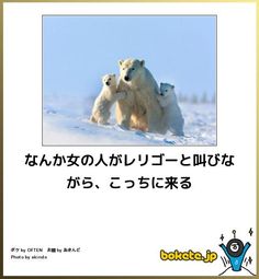 ボケて！で笑った動物編