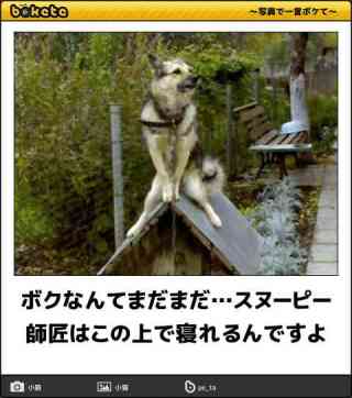 ボケて！で笑った動物編
