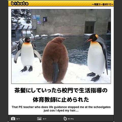 ボケて！で笑った動物編