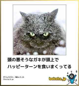 ボケて！で笑った動物編