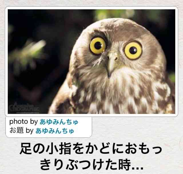 ボケて！で笑った動物編