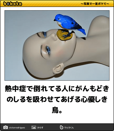 ボケて！で笑った動物編