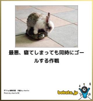 ボケて！で笑った動物編