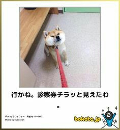 ボケて！で笑った動物編
