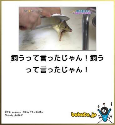 ボケて！で笑った動物編