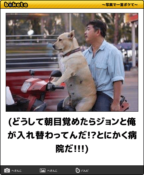 ボケて！で笑った動物編