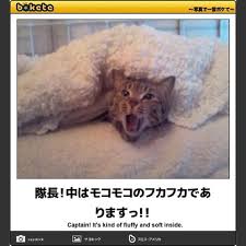 ボケて！で笑った動物編