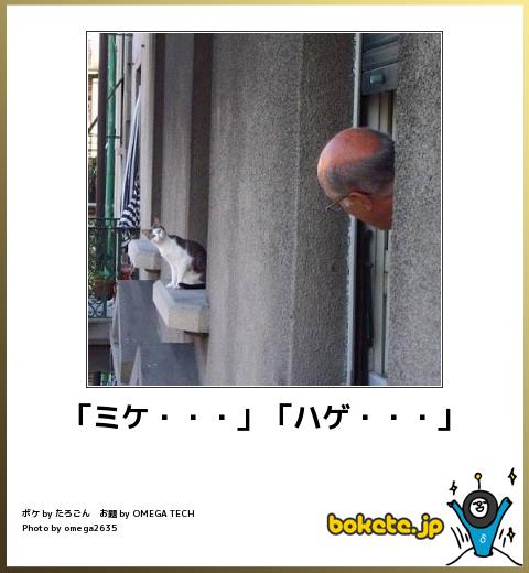 ボケて！で笑った動物編
