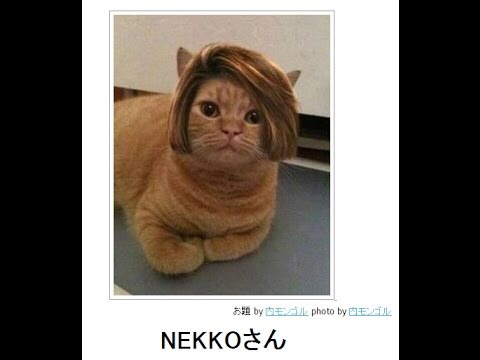 ボケて！で笑った動物編
