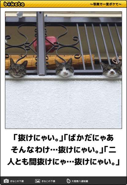 ボケて！で笑った動物編
