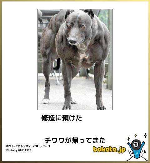 ボケて！で笑った動物編