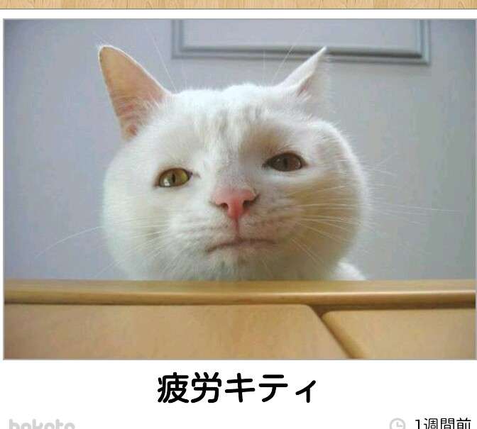 ボケて！で笑った動物編