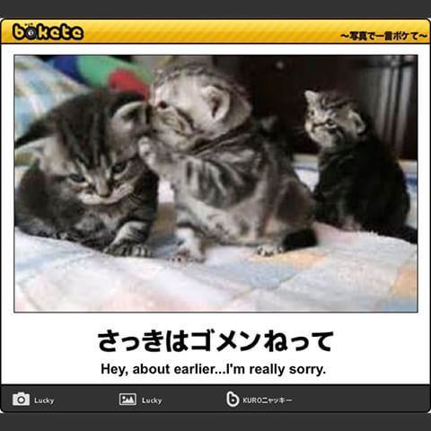 ボケて！で笑った動物編