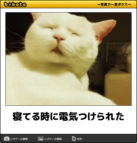 ボケて！で笑った動物編