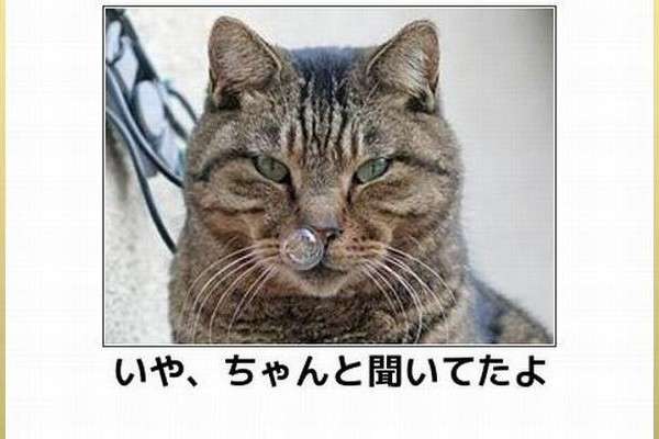 ボケて！で笑った動物編