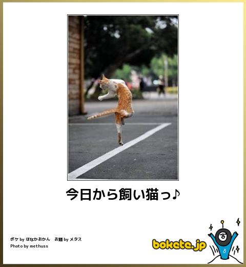 ボケて！で笑った動物編