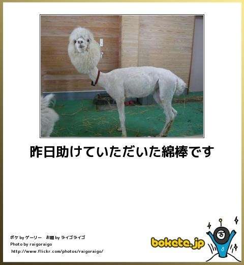 ボケて！で笑った動物編