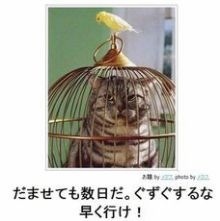 ボケて！で笑った動物編