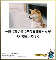 ボケて！で笑った動物編