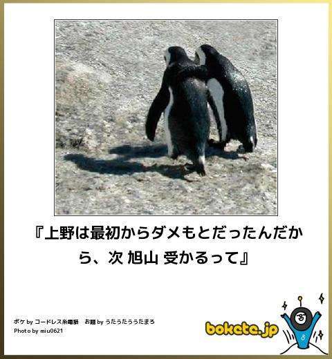 ボケて！で笑った動物編