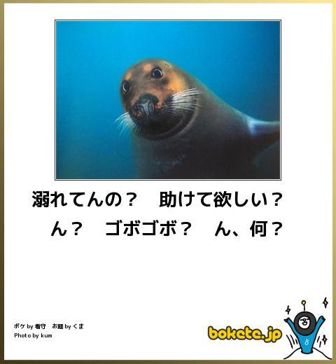 ボケて！で笑った動物編