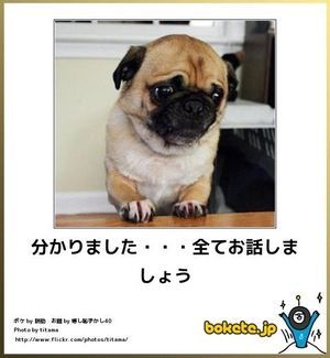 ボケて！で笑った動物編